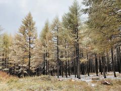 -塞罕坝国家级自然保护区