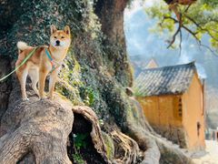 -杨家堂村