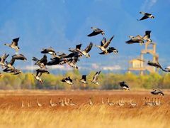 -野鸭湖国家湿地公园