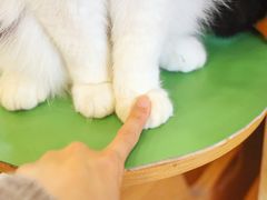 -MOCHA明星猫咖(田子坊店)