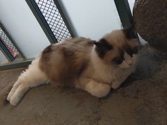 -喵屿·大理花园猫咖