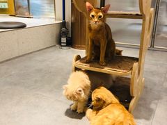 -飞行喵MR PILOT|猫舍·猫咖(静安大融城店)