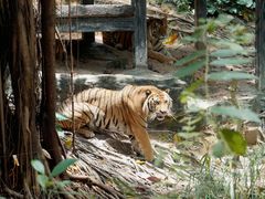 -广州长隆野生动物世界