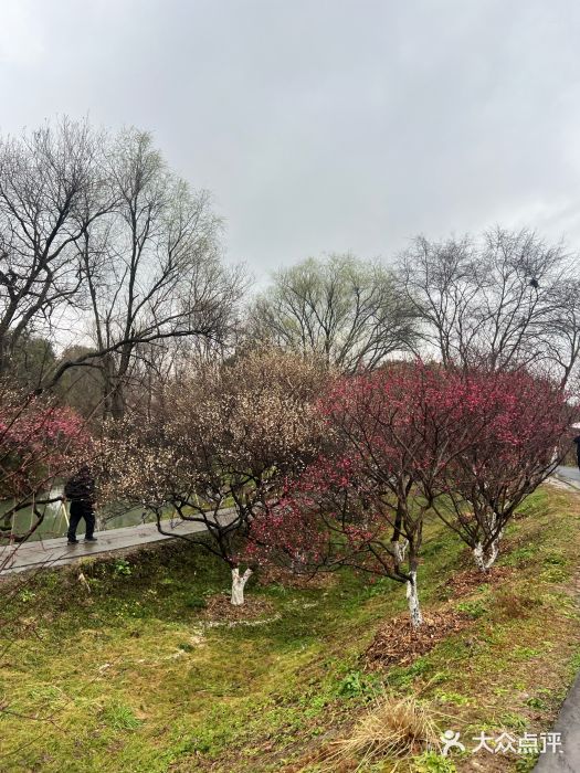 西溪国家湿地公园图片