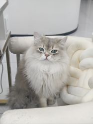 -柚子•猫美睫美甲