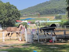 -金石滩蓝莓谷庄园