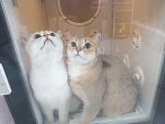 -车接车送·寄养洗护·德文猫舍(大宁店)