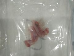 -伟伟宠物医院·CT影像中心·瑞派犬猫综合性门诊(汉口总院)
