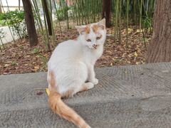 -西安大兴善寺