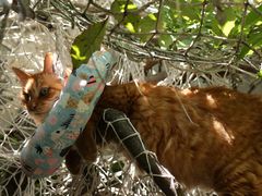 -喵屿·大理花园猫咖