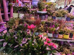 -花鸟鱼虫鲜花绿植市场(玉泉路店)
