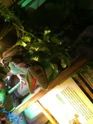 -恐龙探索乐园(磁器口店)