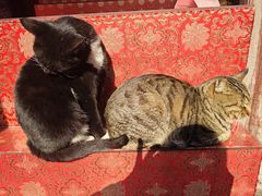 -夏氏怪老头·扬州狮子头(天山西路店)