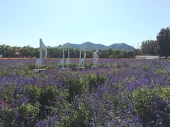 -北京东方普罗旺斯薰衣草庄园