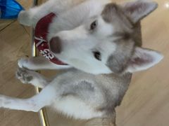 -Husky Go! 哈士奇体验馆·宠物咖啡厅狗咖