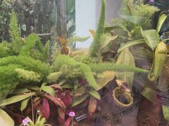 -中国科学院西双版纳热带植物园