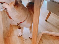 -柴犬小屋·柴餐厅·狗咖食堂(金鼎广场店)