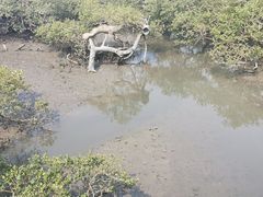 -北海金海湾红树林生态旅游区