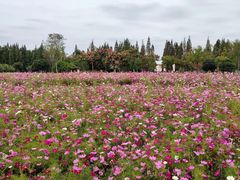 -歌斐颂巧克力小镇