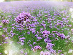 -杭州城北体育公园