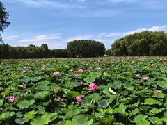 -东郊湿地公园