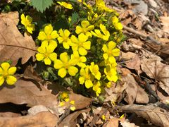 -帽儿山国家森林公园