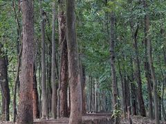 -滴水岩森林公园