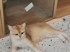 -猫域·湾主题猫咖·宠物吧(南坪城市广场店)