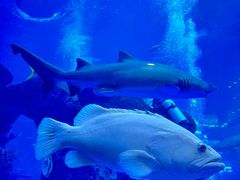 -成都浩海立方海洋公园