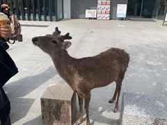 -奈良公园