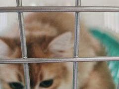 -艾吉宠物医院·疑难杂症转诊中心·猫友好(碧江路院)