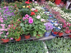 -平吉花卉市场
