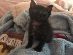 -佳雯宠物医院·皮肤科·内外科(春晓路分院)