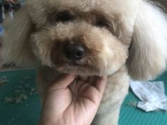 -优缇多格专业宠物美容师培训学校