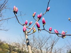 -新江湾城公园