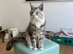 -猫在这儿猫咪咖啡馆·撸猫馆