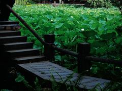 -老桂湖公园-杨升庵博物馆