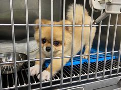 -爱侣宠医·鹦鹉专科·小型哺乳类·异宠专科(灵石路店)