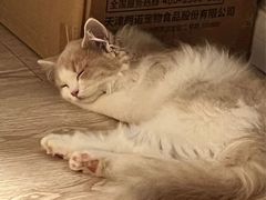 -老吴的猫·猫舍(新区店)