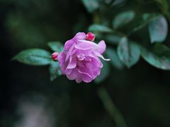 -艺圃
