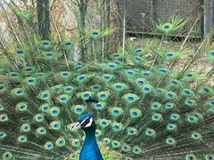 -长白岛森林公园