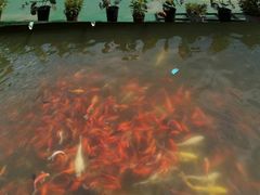 -莲湖公园
