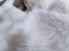 -喵喵咪呀布偶猫咖(春熙路店)