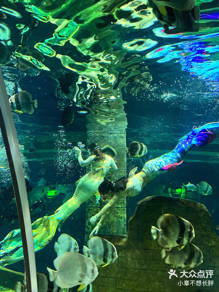 金华海洋公园|坠入蓝色的海洋98