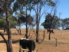 -威勒比开放式动物园