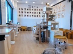 -有喵·猫咖·狗咖·30几只猫10只小狗(岗厦店)