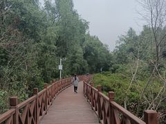 -大亚湾红树林城市湿地公园