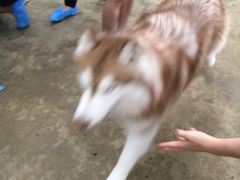 -TrueLove @ Neverland (Husky Cafe)