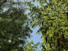 -贡湖湾湿地公园