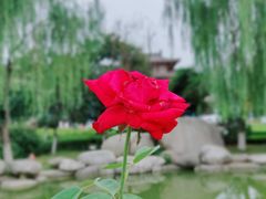 -西安乐游原